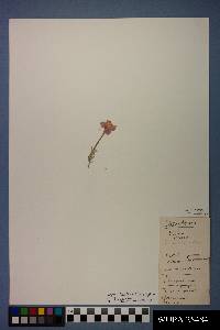 Calylophus lavandulifolius image